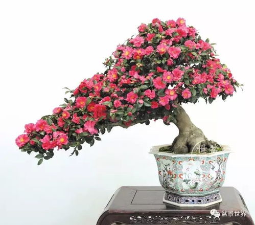 红豆杉冬季采用