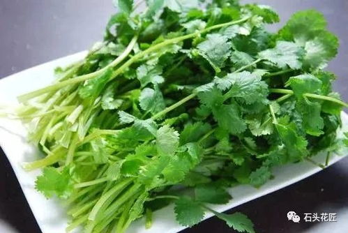 盆栽苦菊