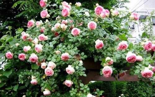 奶油龙沙宝石月季的优点