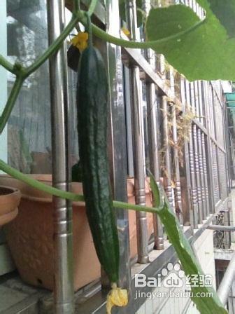 甘蔗种植是直接用种子播种好还是购买种苗种植更合适呢