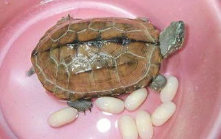 第一步：瞎想规划