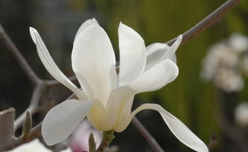 玉兰花：洁白如雪，清新脱俗
