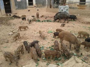 养殖野猪具有广阔的市场前景和生态效益