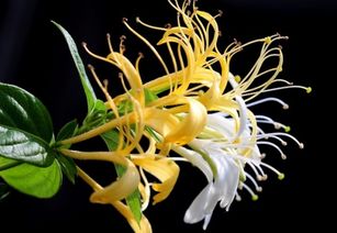 菊花去火？金银花去火