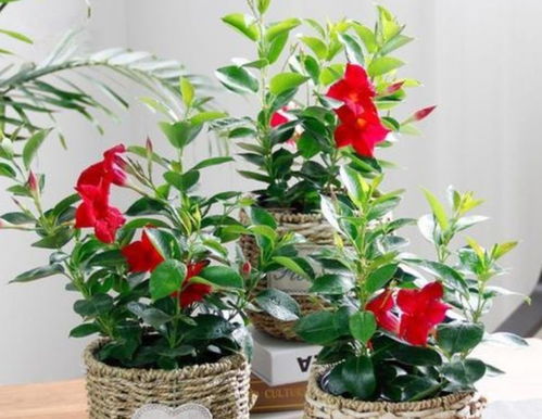 秋冬是养长寿花的季节