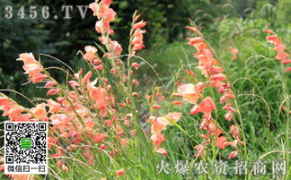 唐菖蒲的生长喜好与施肥小贴士