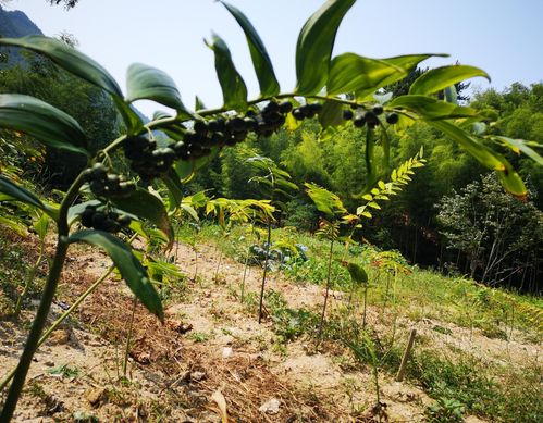 高山雪绒花， 瑞士的国花