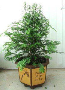 红豆杉开花， 意义挺不一般的