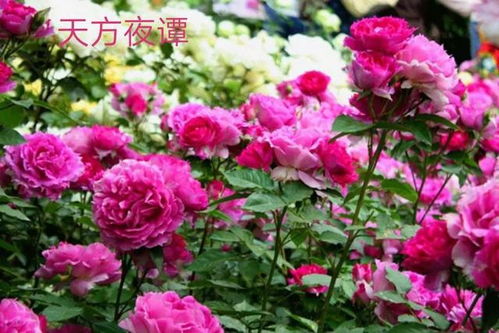 月季花的花色多到数不清