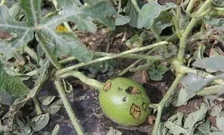 土霉素作为添加剂在农作物中具体发挥哪些作用？它在农业上有哪些独特妙用？