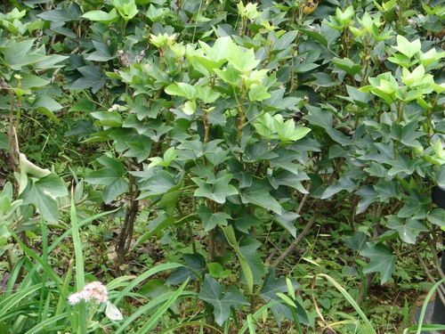 播种前的准备，你Zuo好了吗？