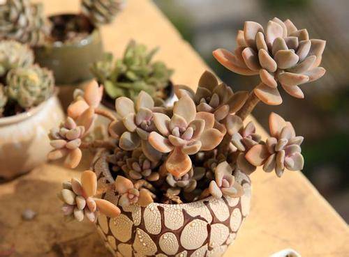 农历十月低温高湿， 种植药材好时机