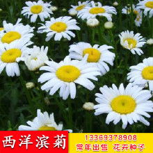 西洋滨菊如何种植？适合哪些土壤和气候