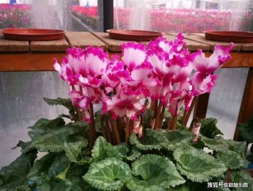 仙客来冬天绽放，为何如此美丽