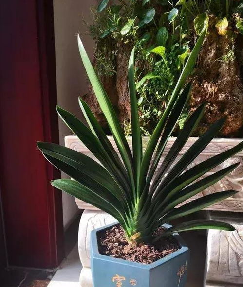 君子兰换盆讲究时间，何时换盆才能开花多