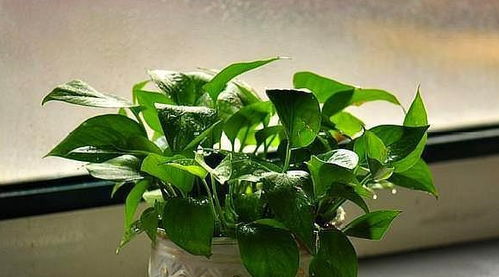 绿萝剪枝种植，最佳季节是何时