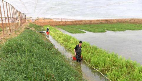 现在给你们掏几个压箱底的硬核品种：