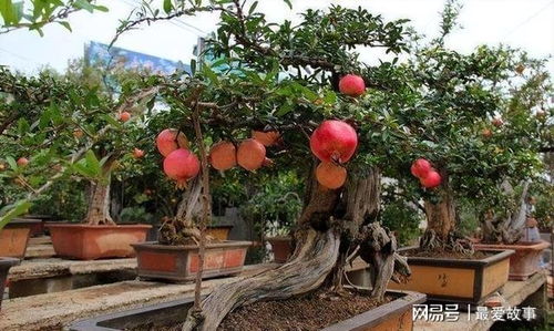 石榴扦插时如何选择合适的枝条和生根激素