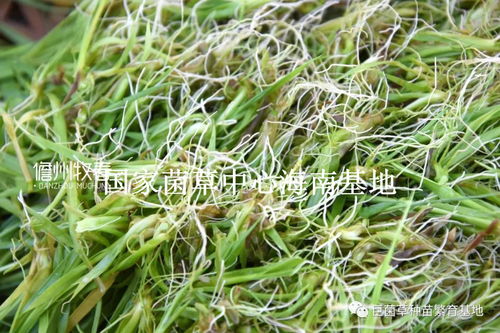 地苗：自然的瑰宝，生命力旺盛