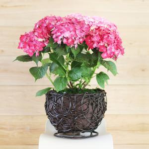 八仙花修剪技巧：掌握修剪时机