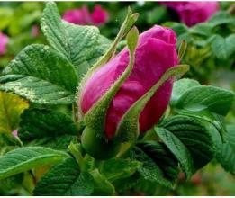 玫瑰花果怎么剪枝才Neng促进生长？