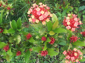 塔菇和虎掌菌：美味与健康的结合