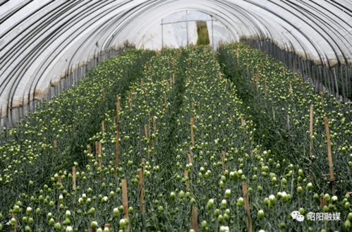 高寒山区， 耐寒花卉的种植之道