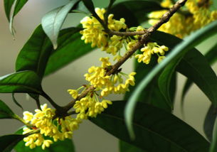 科学种植，收获满满