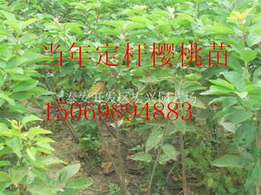 1. 红枫，秋天的色彩盛宴