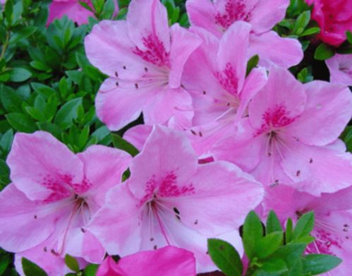 杜鹃花修剪最佳时机：春末夏初，剪后护理要点！