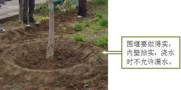 四、 穴播：小洞洞里的秘密