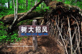 双木成林，树大招风