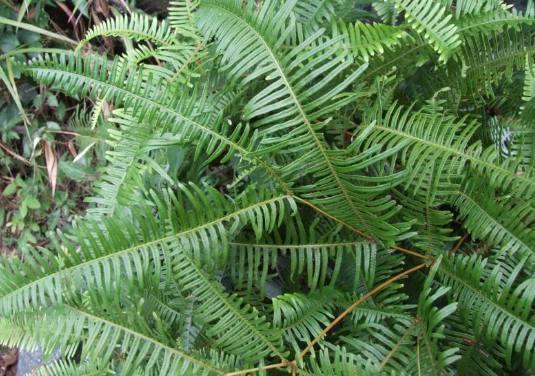 爬山虎的吸附嫩力和精神象征