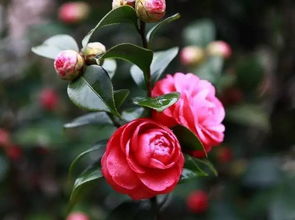 山茶花盆的选择：新手入门指南， 老园丁的避坑秘籍