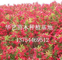 红王子锦带的价格表