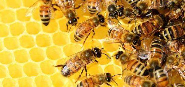 蜜蜂肠道菌群的变化