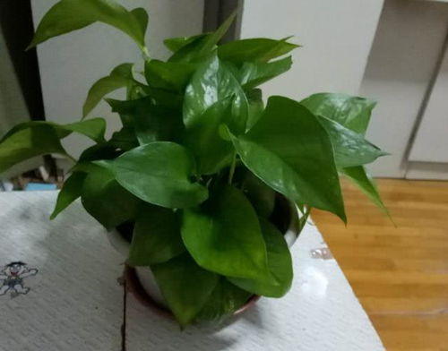 冬天绿萝黄了如何挽救