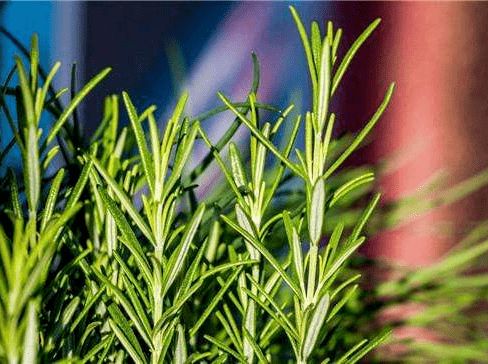 迷迭香常绿，非花，绿植新宠！