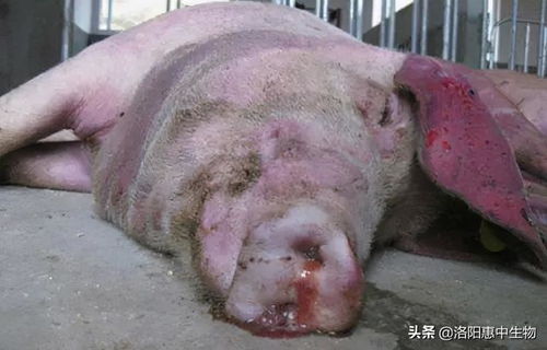生猪口鼻出血莫忽视？警惕传染性胸膜肺炎