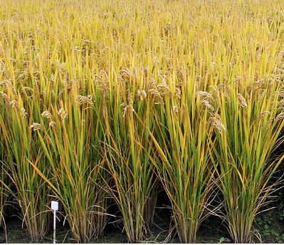 叶子上的白斑， 原来是这毛病