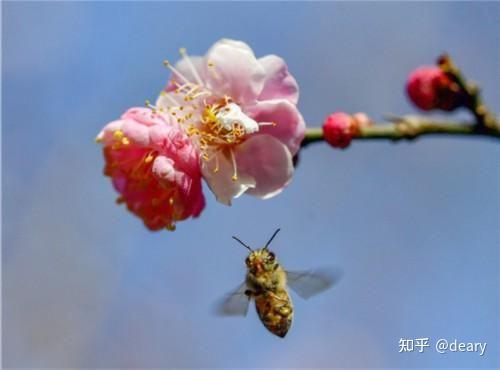 梅花的多样性与习性