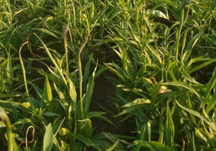 抗逆性强的药材