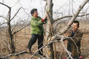 先说说 咱们得挑个好地方，搭个温馨的大棚
