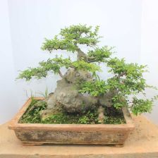 地柏盆景造型技巧：如何打造美观的绿色艺术品？