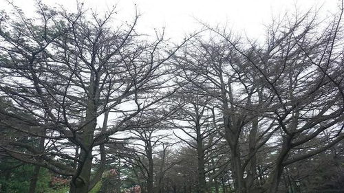 雪松大树顶部枯死， 根部腐烂的烦恼