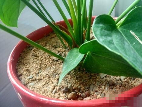 花盆飞虫困扰？一招教你根除！