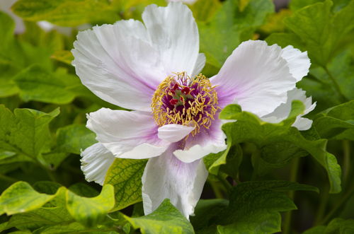 四、精准施肥促生长