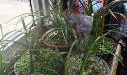 多菌灵对兰花的影响：特殊照顾