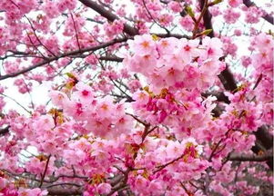 天气对桃花的影响