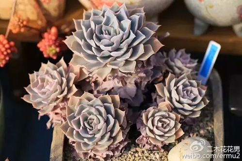 植物浇水频率是多久一次？如何判断是否需要浇水